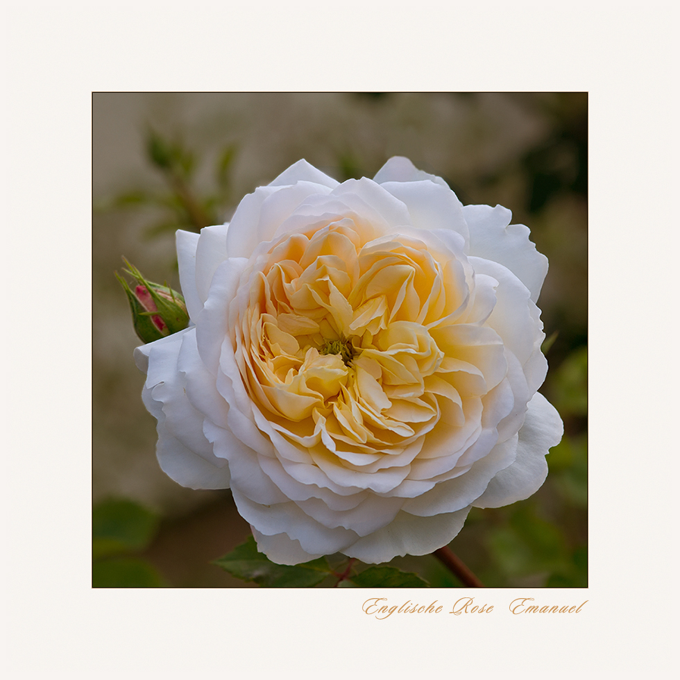 Englische Rose ~ Emanuel...