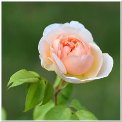 Englische Rose Evelyn zum Wochenende