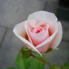 Englische Rose "Heritage"