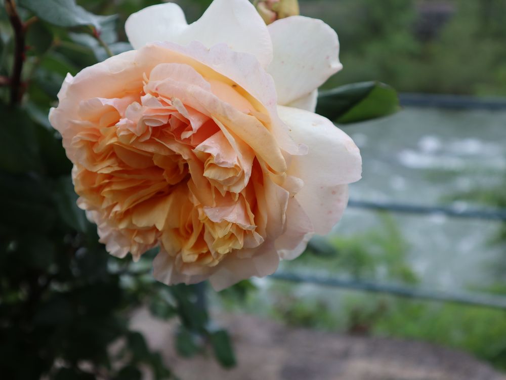englische Rose in Italien