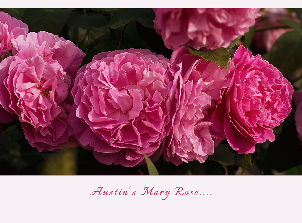 Englische Rose "Mary Rose"