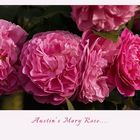 Englische Rose "Mary Rose"