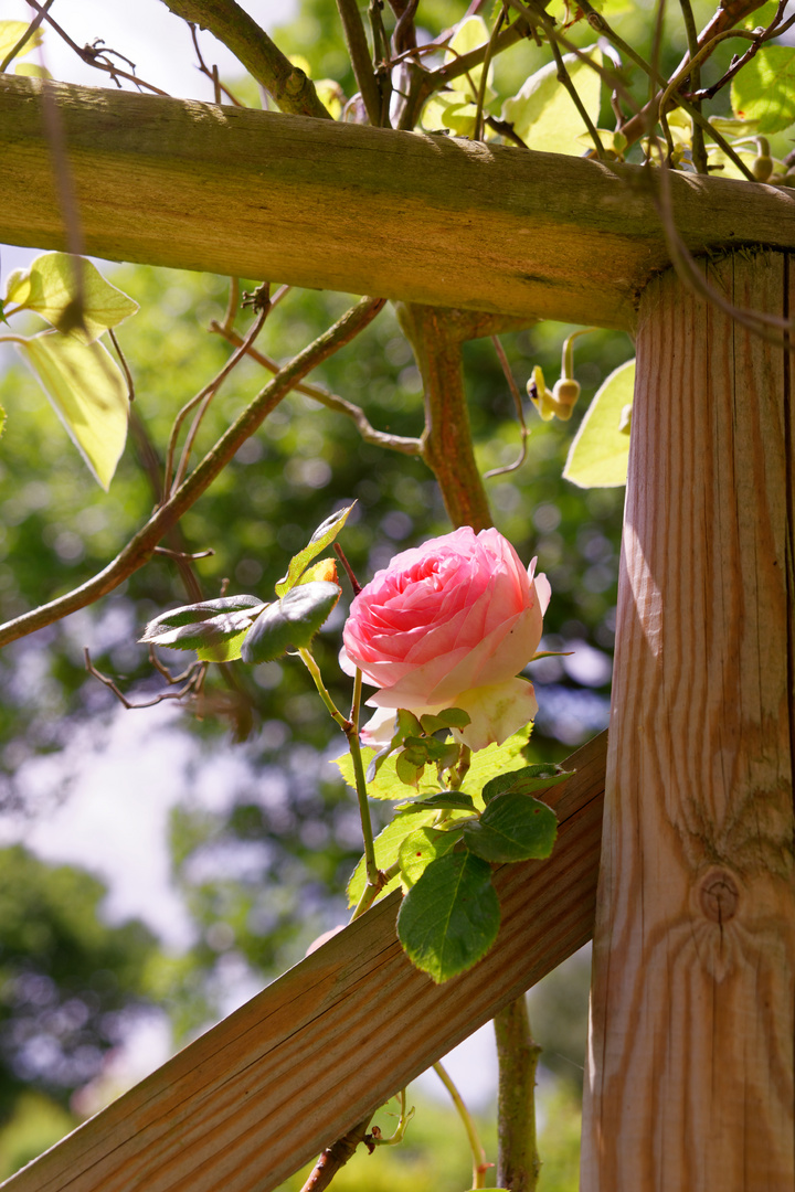 englische Rose- mein Mittwochsblümchen