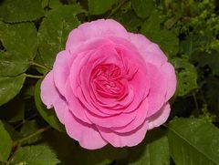 ...englische Rose mit betörendem Duft