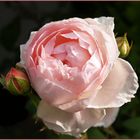 Englische Rose St. Cecilia aus dem eigenen Garten