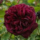 Englische Rose 'Tradescant'