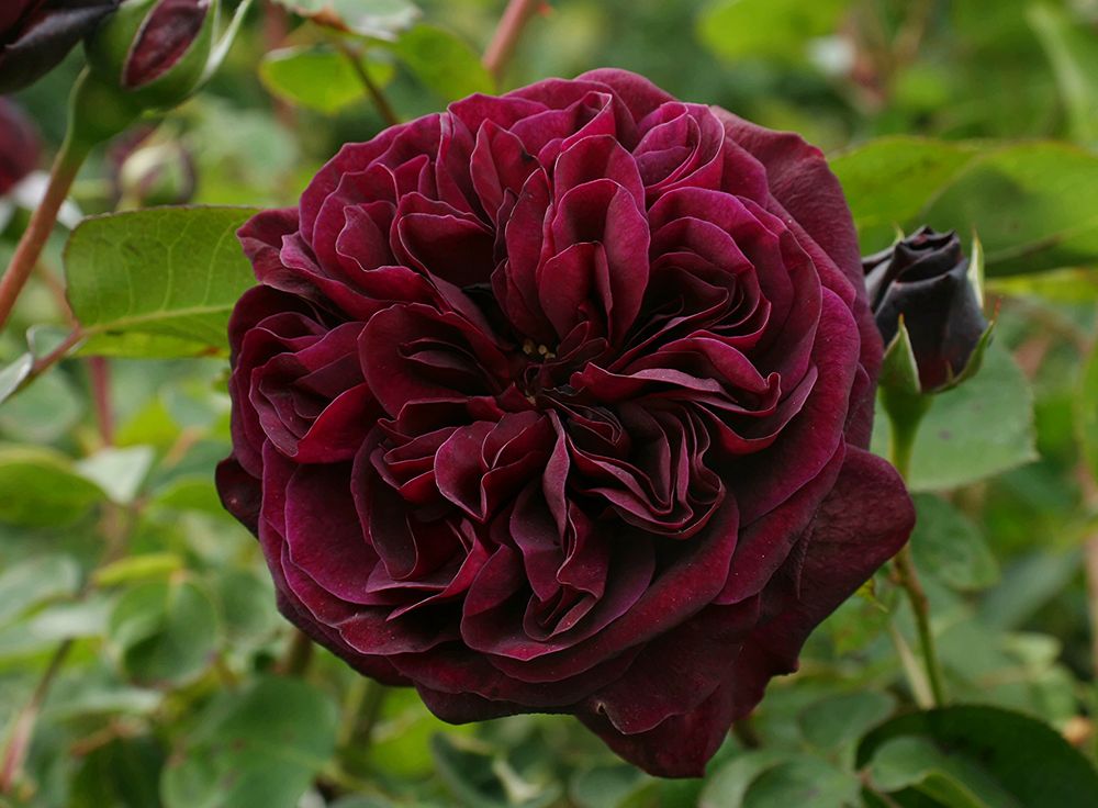 Englische Rose 'Tradescant'