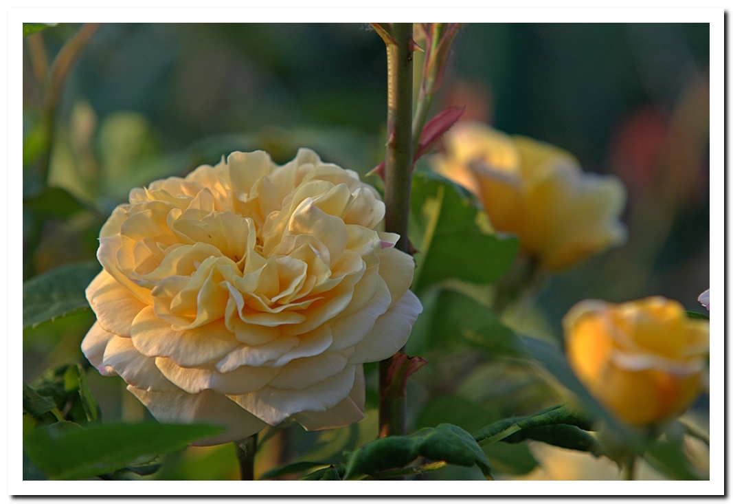 Englische Rose 'Yellow Charles Austin'