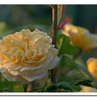 Englische Rose 'Yellow Charles Austin'