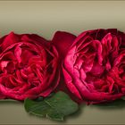 Englische Rose/Austin Rose L.D. Braithwite