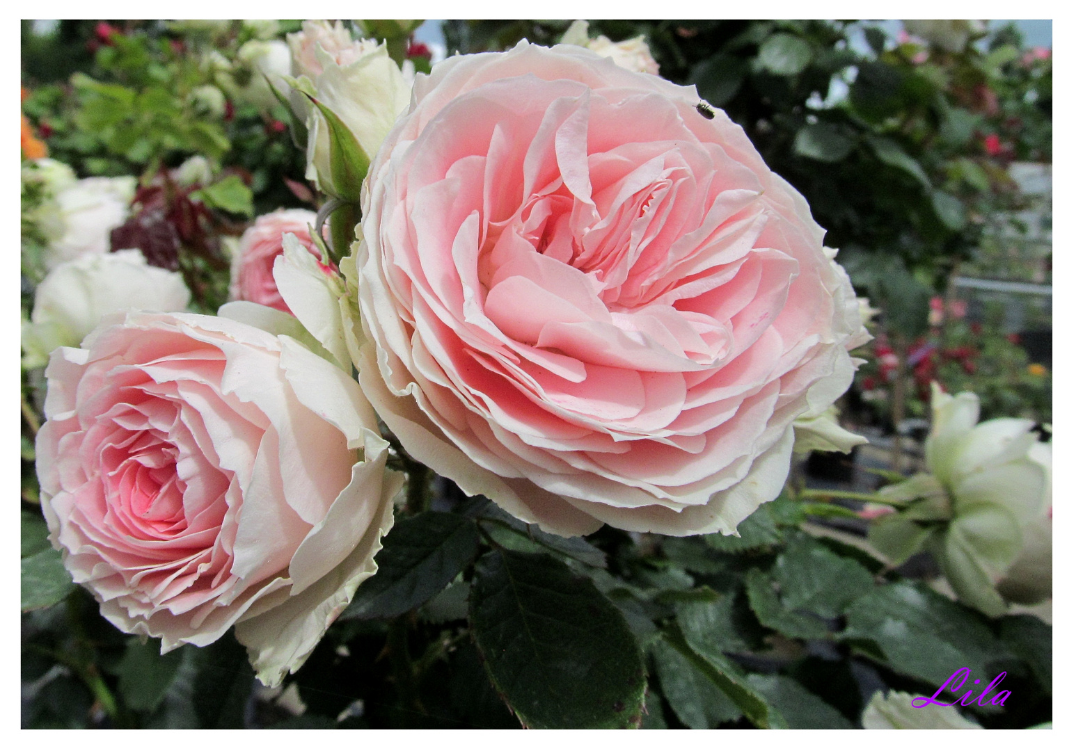 englische Rosen Foto & Bild natur, blumen, pflanzen Bilder auf
