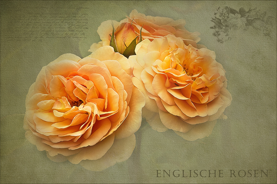 Englische Rosen....