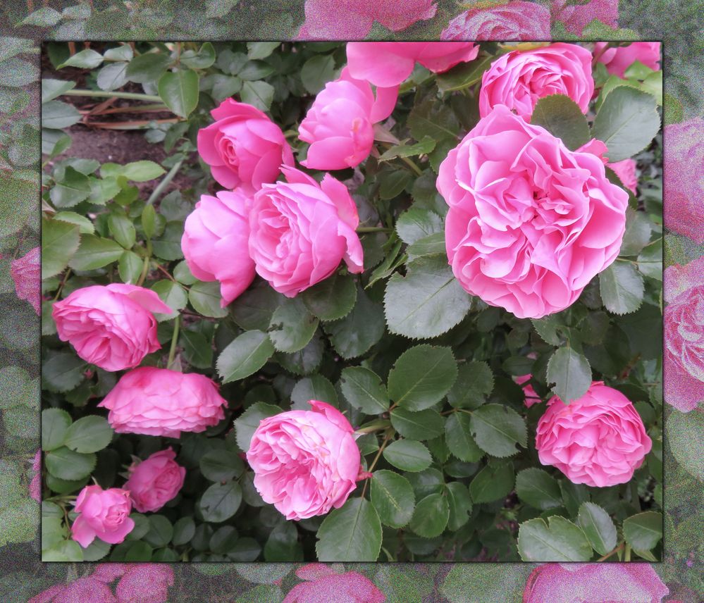38+ Sprüche Über Rosen Englisch, Schöne, coole und witzige sprüche auf