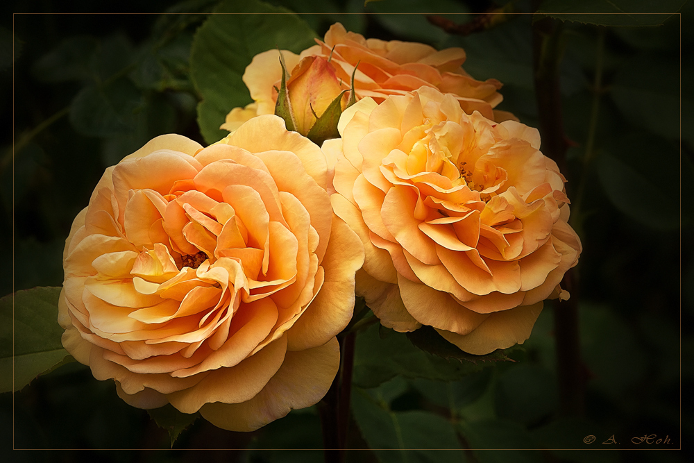 Englische Rosen aus meinem Garten....