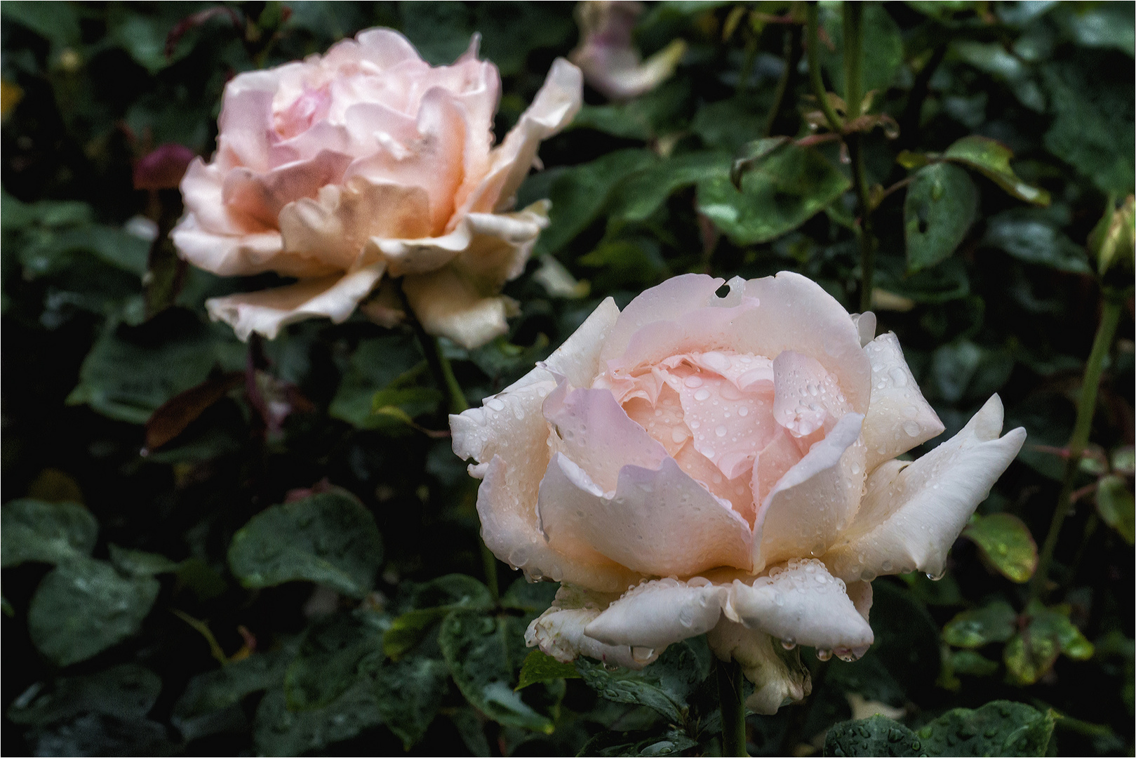 Englische Rosen im Regent's Park