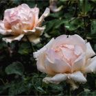 Englische Rosen im Regent's Park