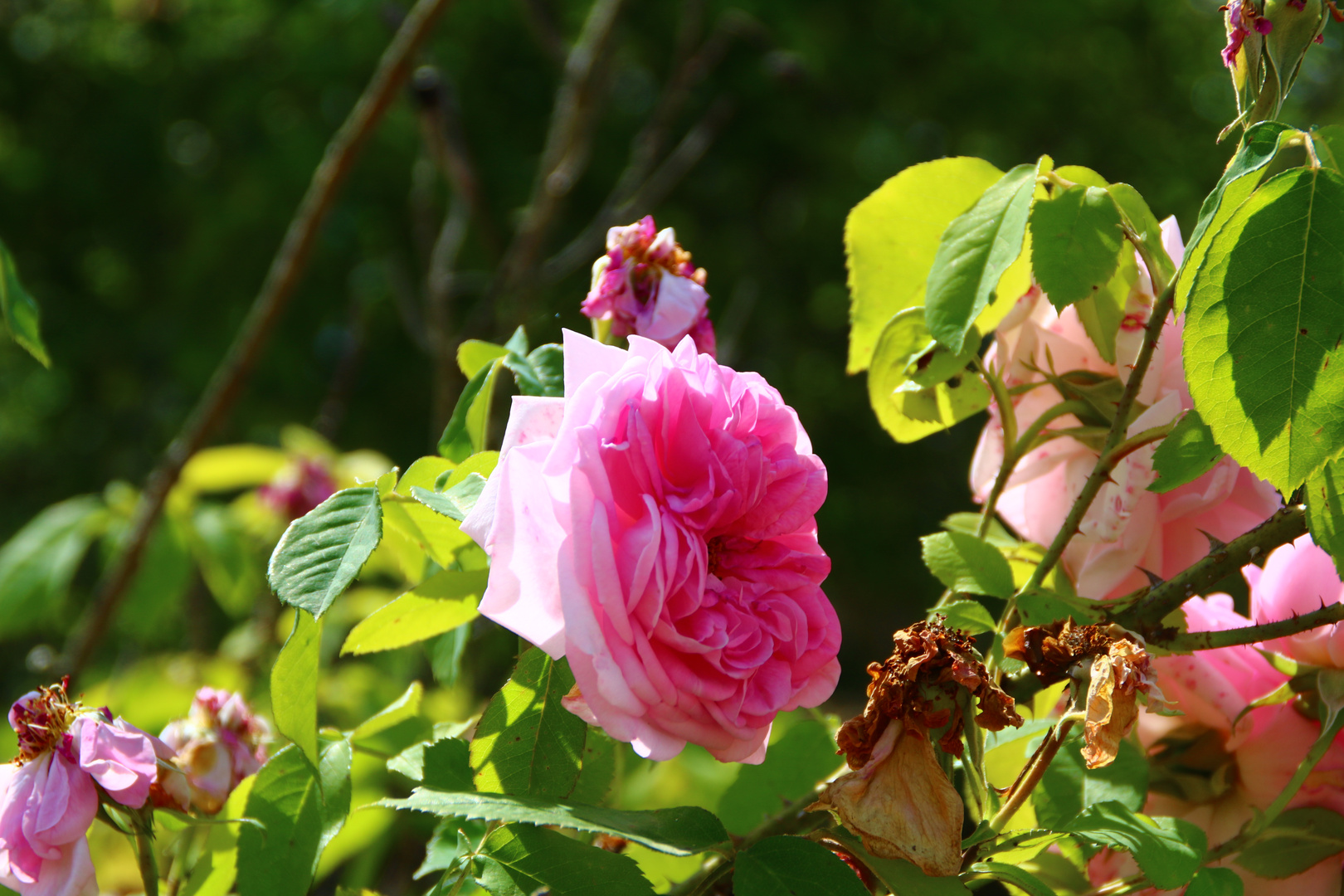 Englische Rosen im Schlosspark Dennenlohe