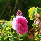 Englische Rosen im Schlosspark Dennenlohe