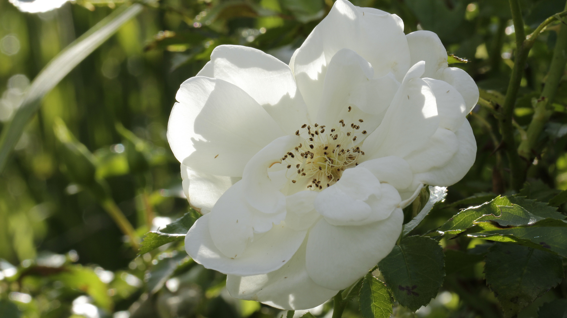 Englische Strauchrose