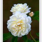 englische White Gold- Rose