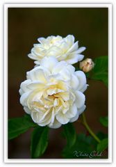 englische White Gold- Rose