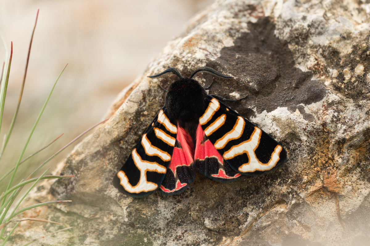 Englischer Bär (Arctia festiva) Foto & Bild | tiere, wildlife
