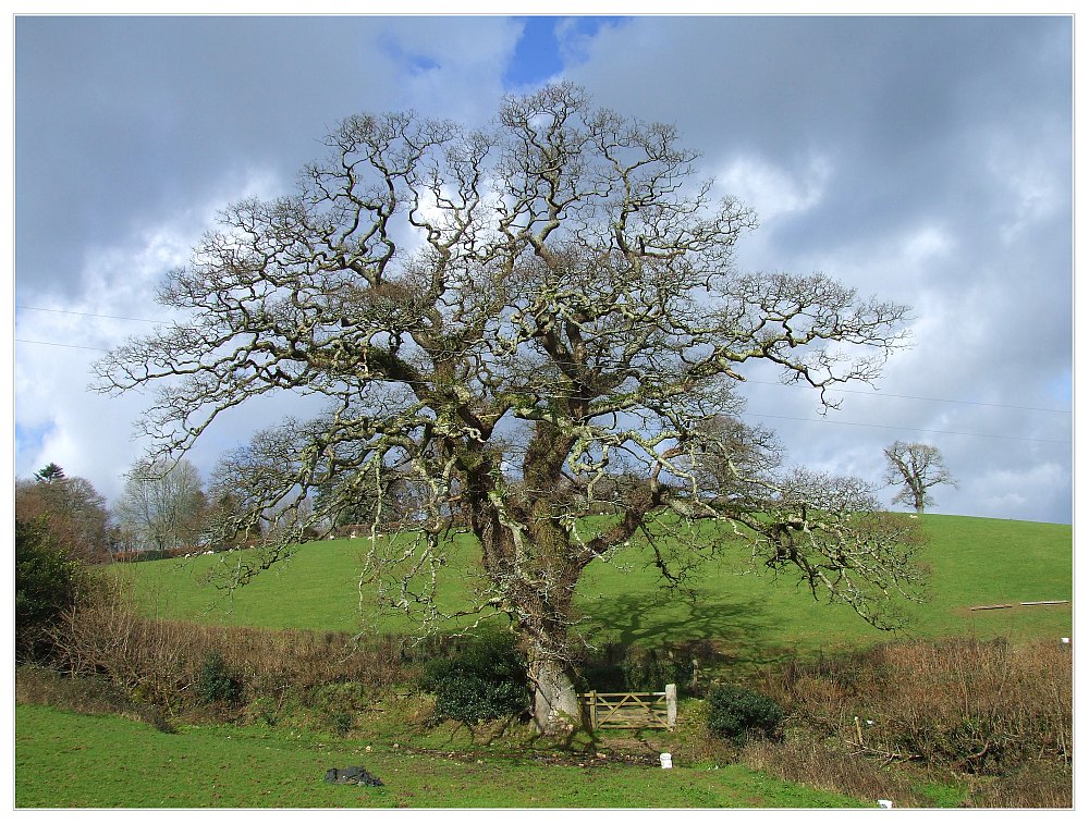 englischer Baum