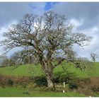 englischer Baum