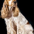 Englischer Cocker Spaniel