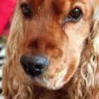 Englischer Cocker Spaniel, Portrait