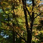 Englischer Garten 03