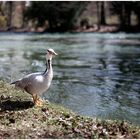 -- englischer garten --