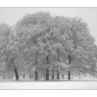 Englischer Garten