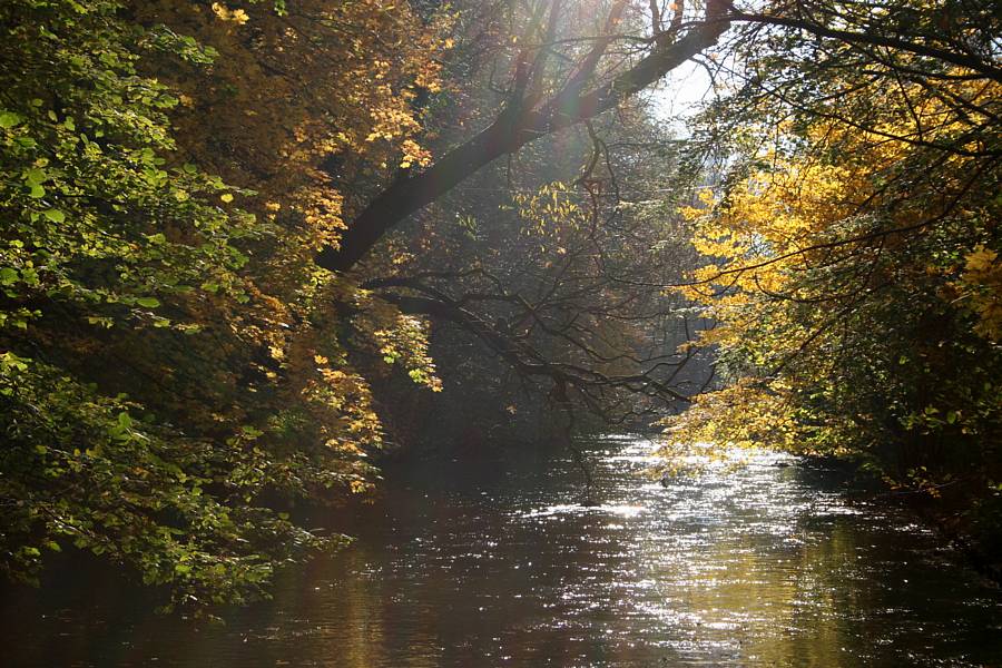 Englischer Garten I