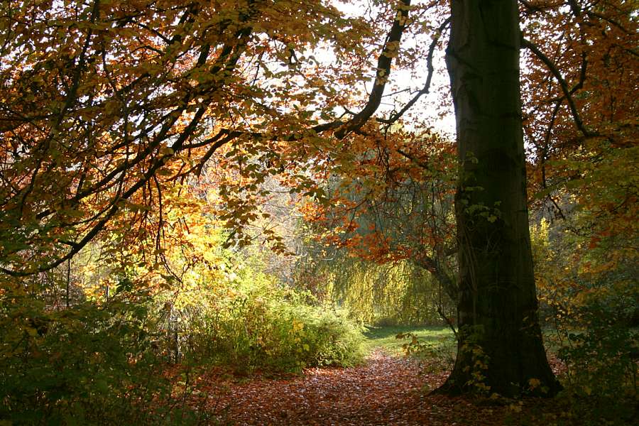 Englischer Garten II