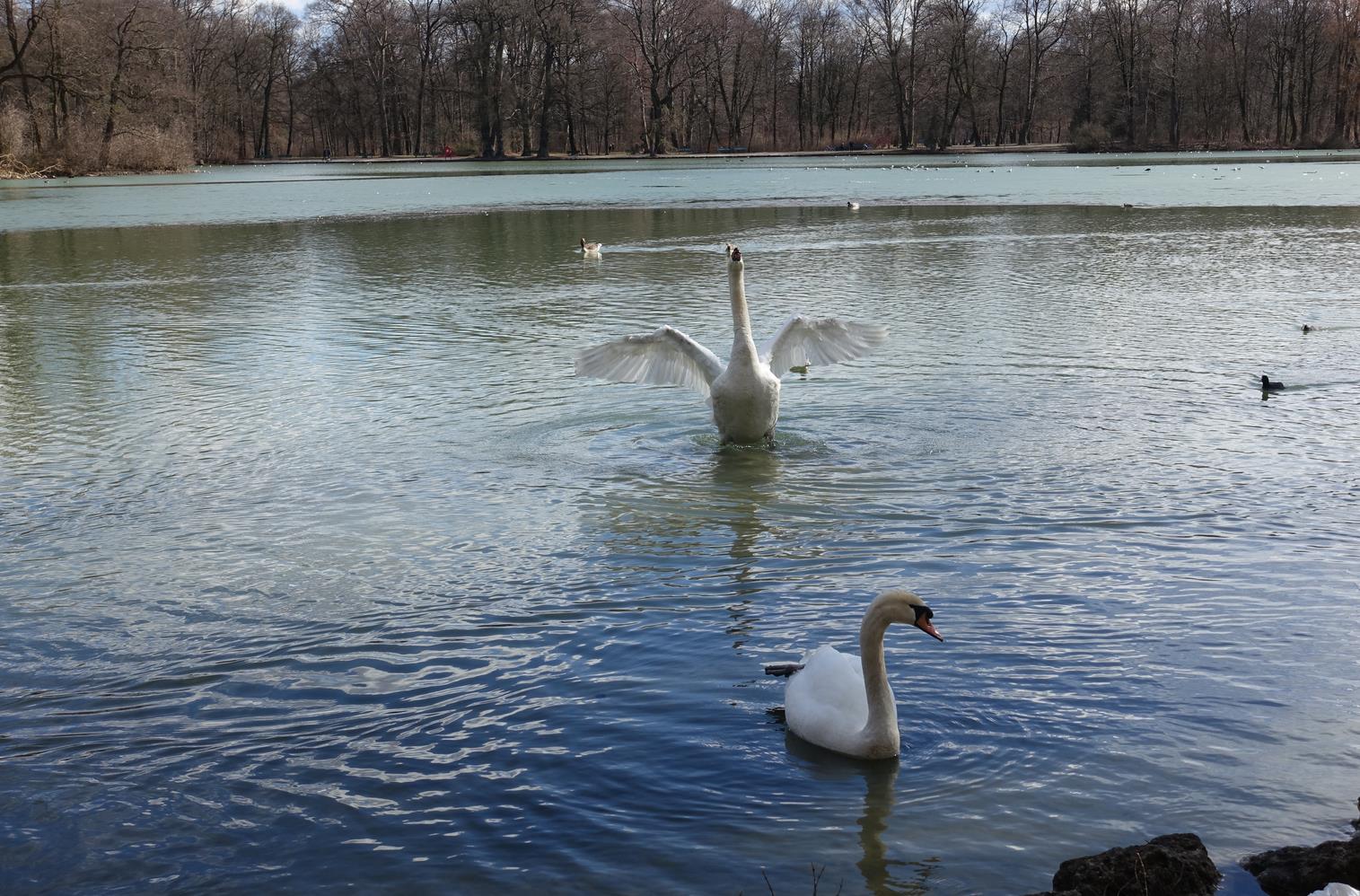 Englischer Garten in München, Kleinhesseloher See