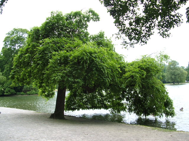 Englischer Garten München Parklandschaft