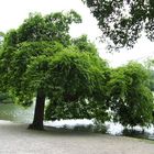 Englischer Garten München Parklandschaft