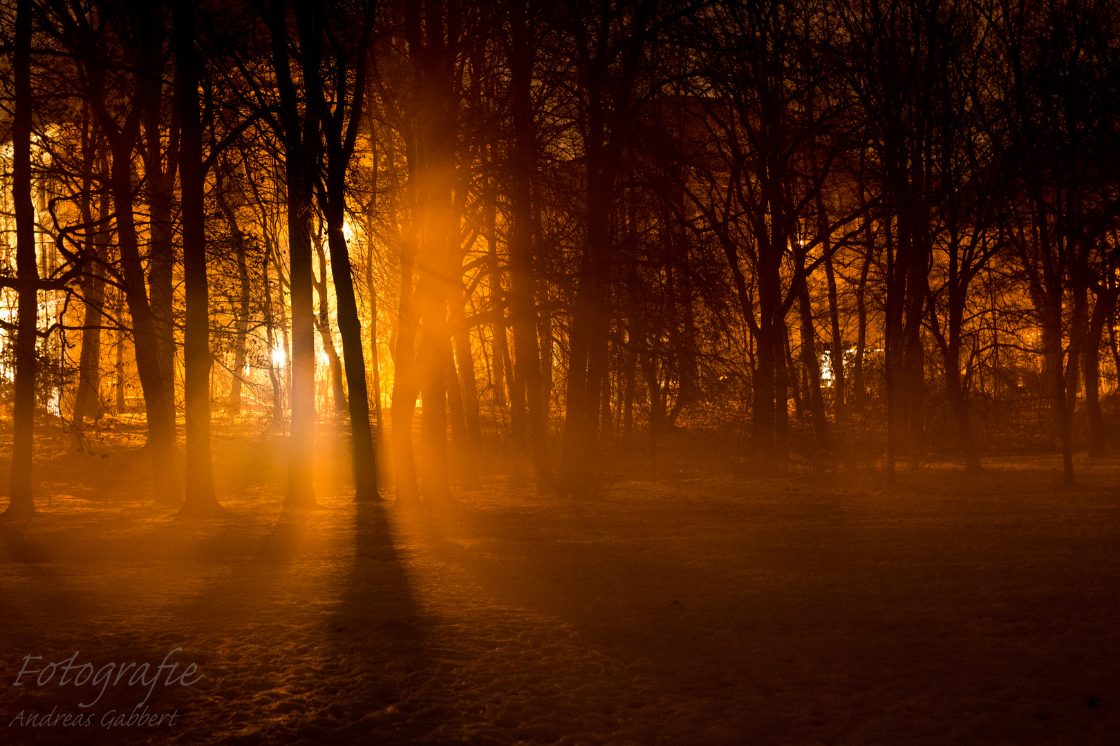 Englischer Garten Nacht