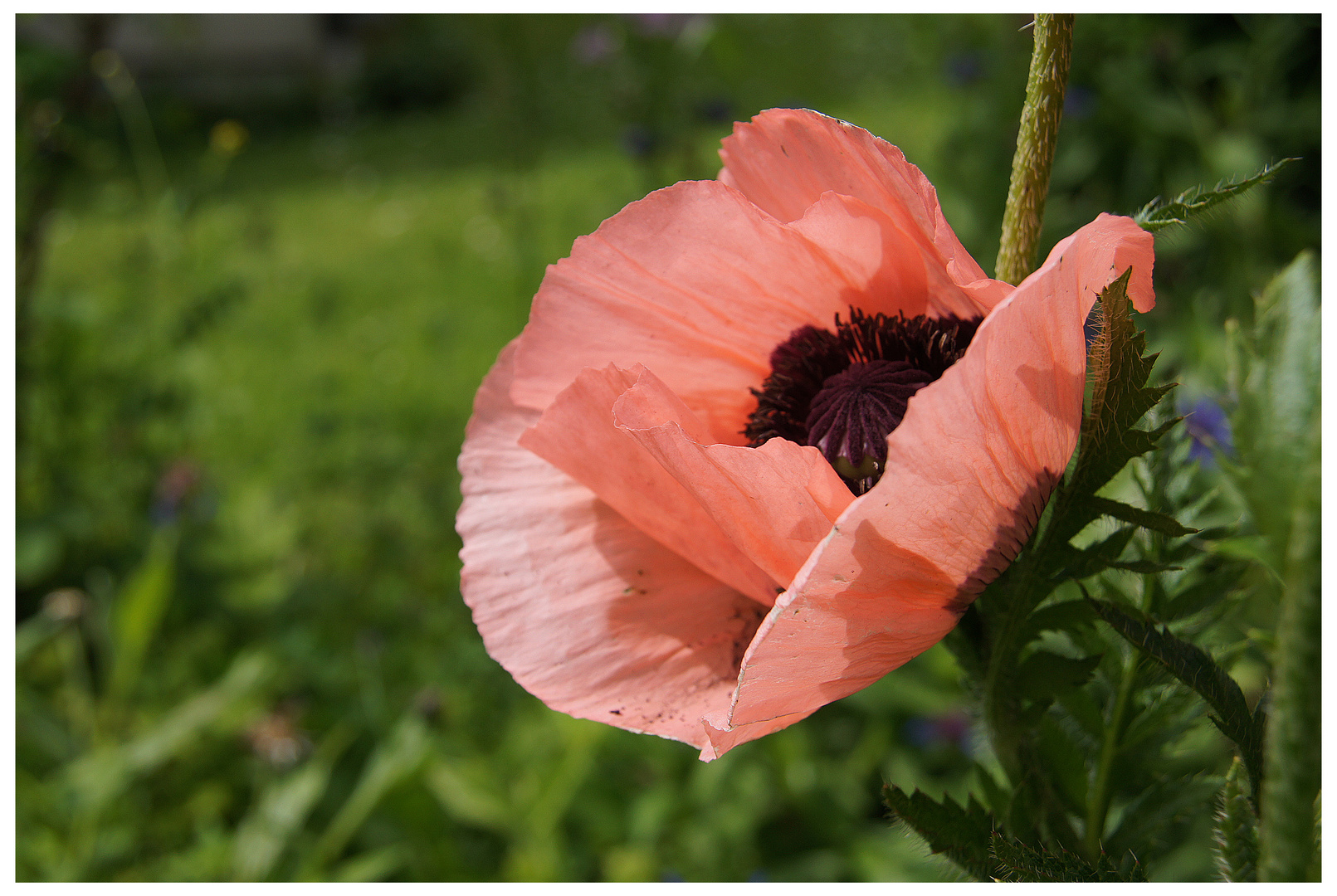 Englischer Mohn