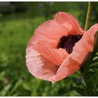 Englischer Mohn