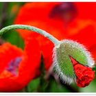 - Englischer Mohn - ( Wildlife )