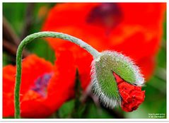 - Englischer Mohn - ( Wildlife )