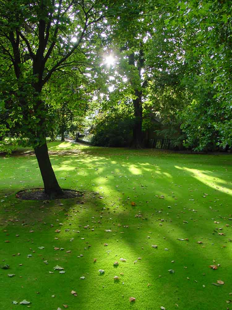 Englischer Rasen: Licht und Schatten