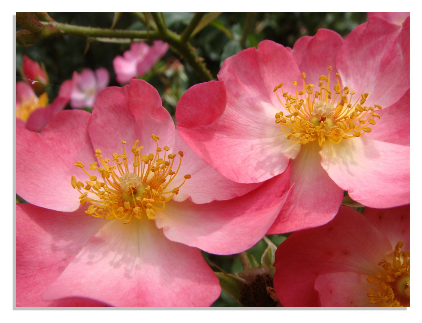 Englischer Rosengarten in Glücksburg 5