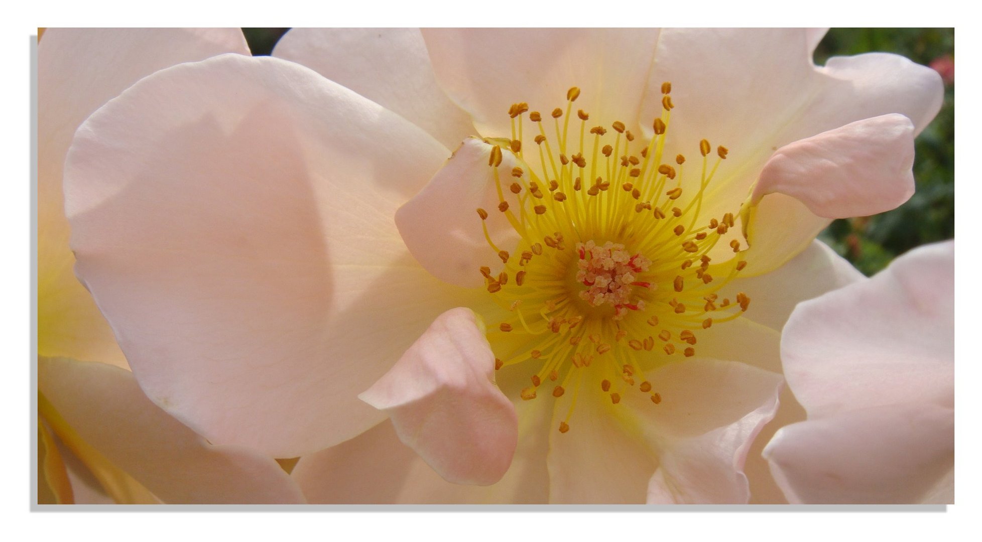 Englischer Rosengarten in Glücksburg 6