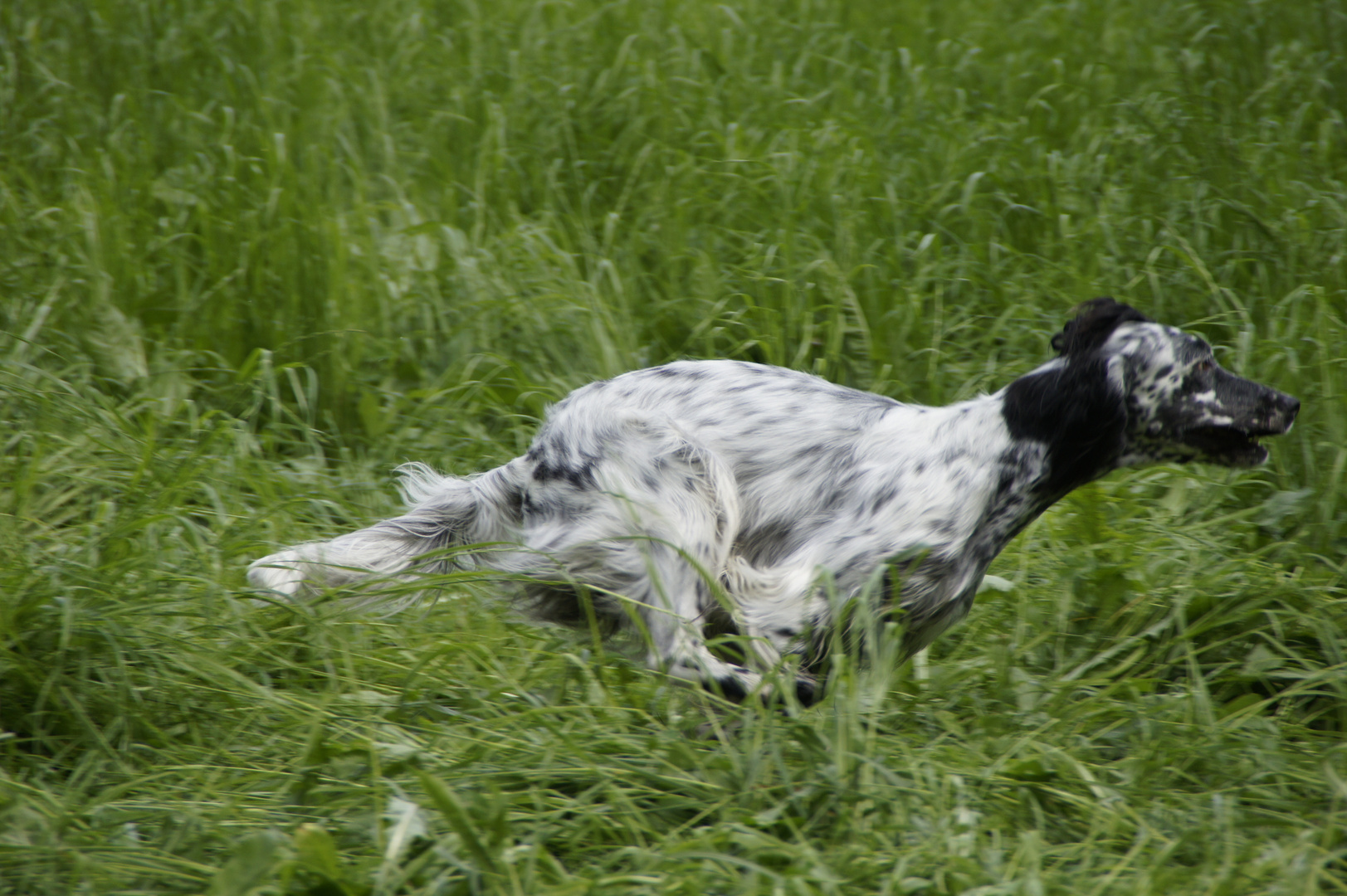 Englischer Setter auf der Jagd