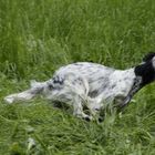 Englischer Setter auf der Jagd