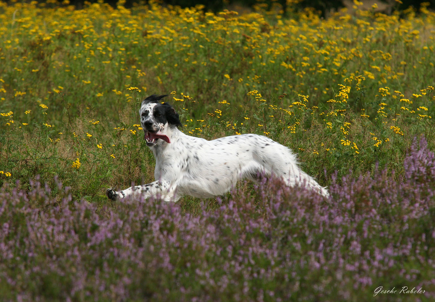 Englischer Setter