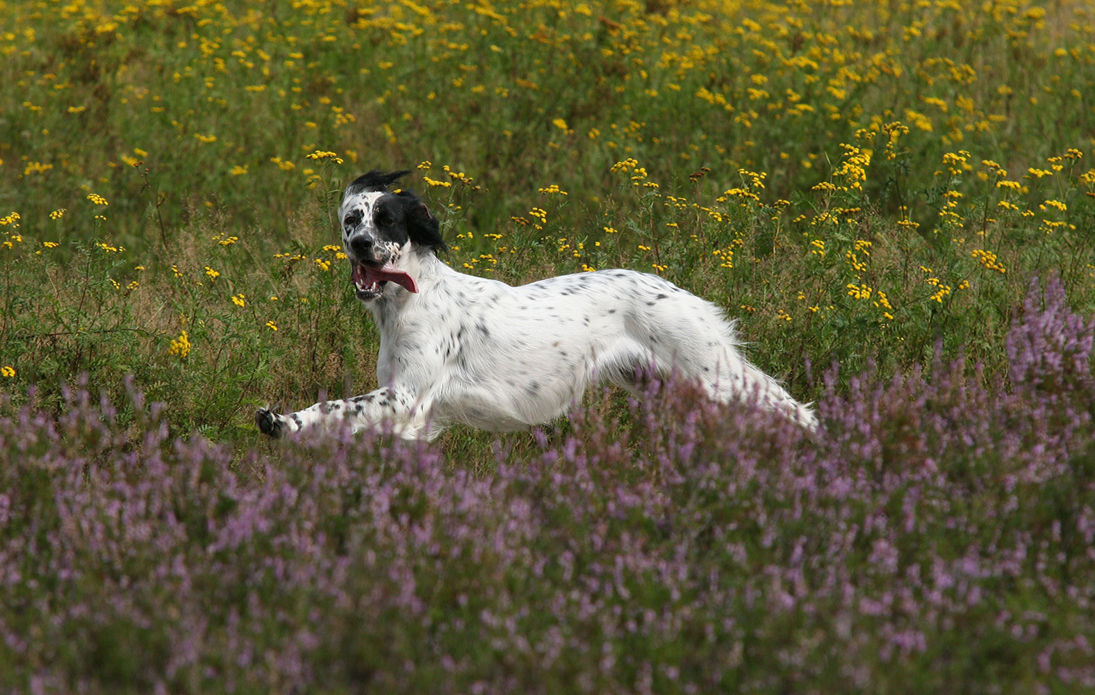 Englischer Setter, neu